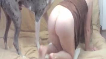 Powerful black canine aggressively impales impressive large-butted tramp