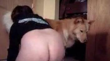 Chubby zoophile playing around with a dog's hard cock