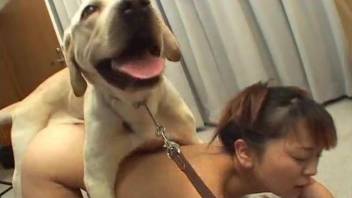 Asian zoophile is a nice dog whore with dirty minds