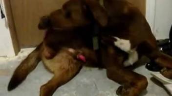 Fantastic canine and adorable bestiality enthusiast are banging in doggy position