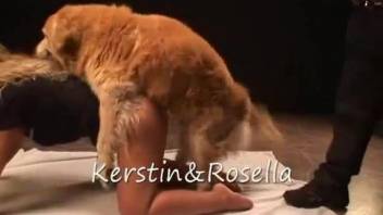 Redheaded zoophile drilled hard in a doggy style vid