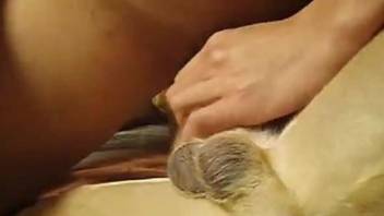 Sexy trained doggy smells and licks a loaded boner