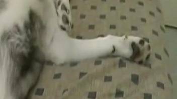 Furry dog receives the proper treatment from his owner