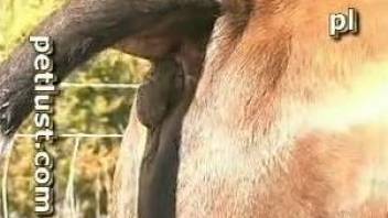 Sexy bull getting its hard cock stroked on camera