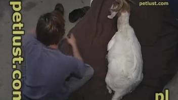 Cute white goat gets hardly fucked in the ass by farmer