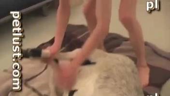 White dog is trying anal sex with a male zoophile