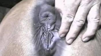 Horny dude fucking a horse's delicious wet cunt