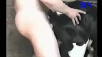 Thirsty dude thrusting hard in a cow's tight pussy
