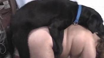 Dog hums chubby woman and soaks her pussy with sperm