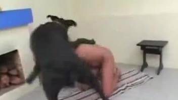 Dark-haired chick and sexy dog are enjoying bestiality oral sex