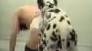 Dalmatian drilling a dark-haired amateur mommy