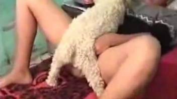 Tiny furry dog licking pussy and fucking it deep