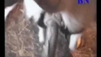 Dude fucking a cow's delicious pussy from behind