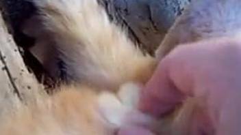 Guy fingering a small animal's delicious pussy