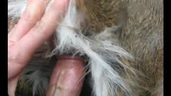 Dude gaping a beast's tight hole in a POV video
