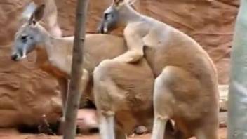 Kangaroo fuck scene featuring two sexy beasts