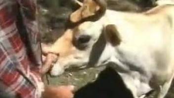 Dude fucking a horned farm animal's sexy throat