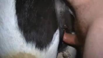 Cow pussy getting fucked savagely by a hung stud