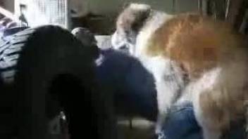 Furry dog ass fucks tight woman in hard scenes