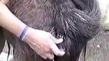 Man stimulates pony's hole with fingers and fist in fresh air