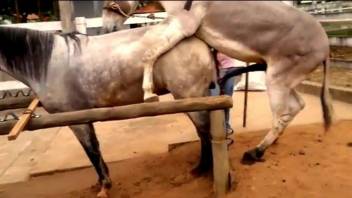 Two horses fucking like crazy in a perfect zoo clip