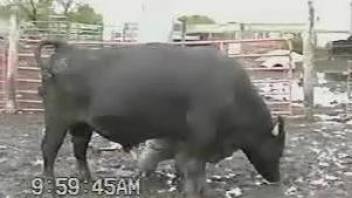Farmer isn't afraid to stay near impressive big bull