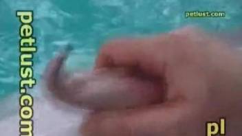 Kinky guy is playing with dolphin's cock and asshole