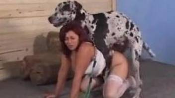 Beauties in stockings getting fucked by horny dogs