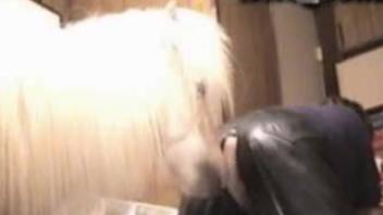 White pony penetrate slutty owner in latex costume