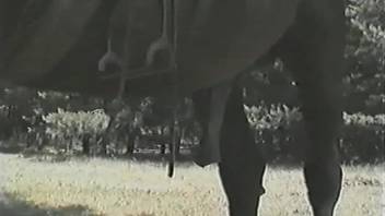 Naked honey takes on a really large horse cock