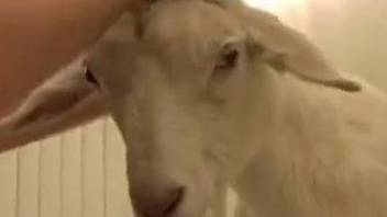 Well-endowed dude fucks a submissive goat on camera