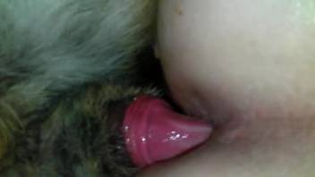 Closeup anal sex with the dog's dick up his ass