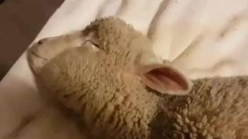 Sheep gets ass fucked by the owner