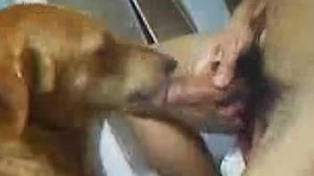 Horny dude penetrates submissive doggy from behind