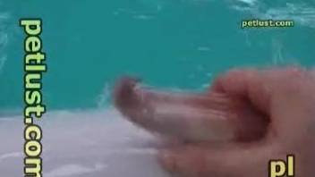 Dolphin's cock getting passionately jerked on camera
