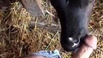 Filthy dude gets a POV blowjob from a sexy cow