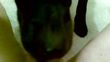 Female POV bestiality video with a kinky dog