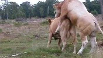 Kinky cattle play: big-dicked bull mounts a hot cow