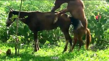 Horse Porn