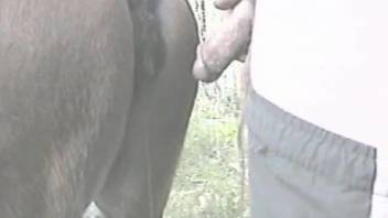 Dude's cock penetrating an eager mare pussy from behind