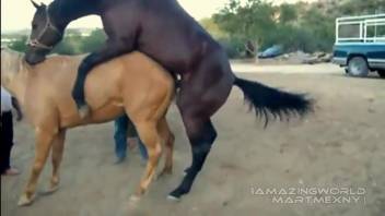 Huge-cocked dark horse banging a female horse's soaked slit