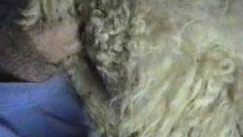 Big-dicked dude fucking this sheep's sexy pussy
