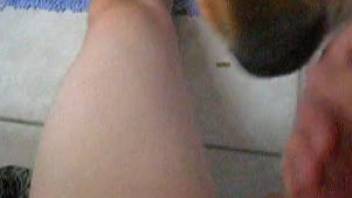 Dick suck