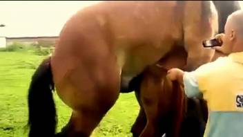 Dude tries to oversee a horse-on-horse sex session
