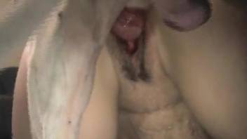 Throbbing dog dick penetration a succulent MILF pussy