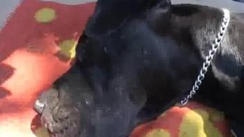 Latina amateur getting fucked by a big black dog