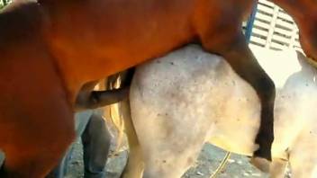 Big-dicked stallion destroying moist mare pussy