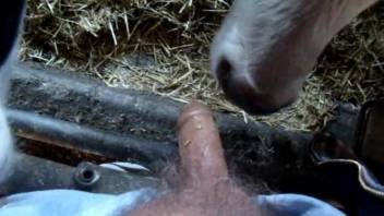 Farm animals sucking on a farmer's fat cock in POV
