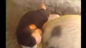 Pig's pussy getting licked thoroughly by a zoophile