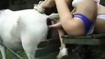 White mare getting power-fucked by kinky zoophiles